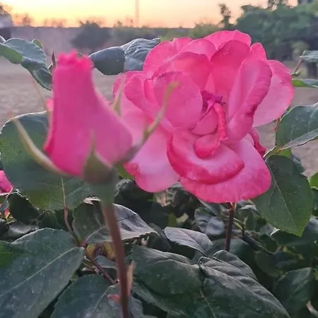 Alojamento de Acomodação e Pequeno-almoço Delle Rose