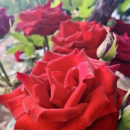 Delle Rose Galatina
